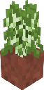 Potted Birch Sapling