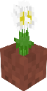 Potted Oxeye Daisy