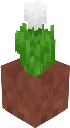 Potted White Tulip