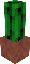 Potted Cactus