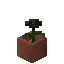 Potted Wither Rose